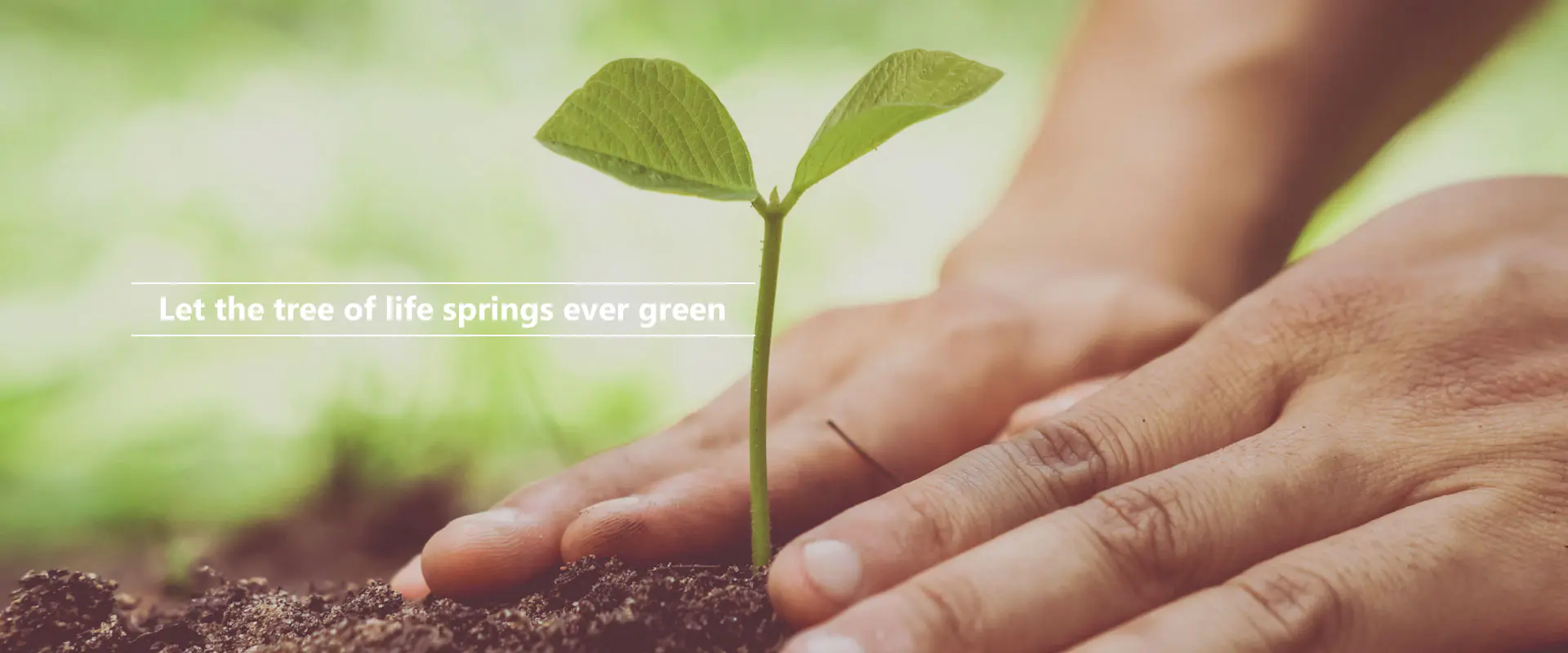 Arbor vitae semper viret